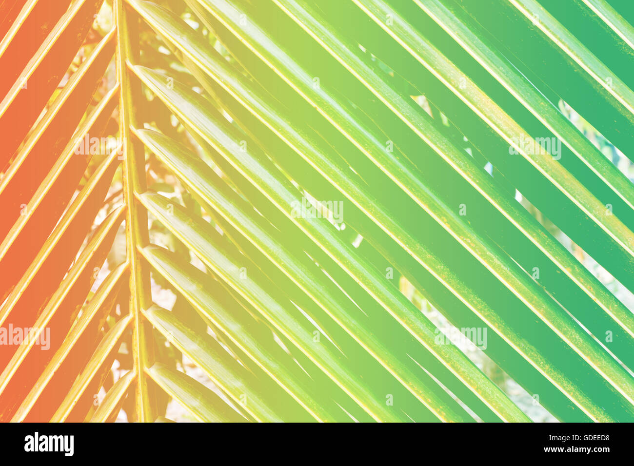 Abstract coconut leaf line for nature pattern orange and green summer ...