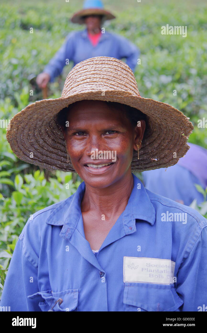 Portrait of a Tea Plucker in Bois Cheri Tea plantations, Mauritius Stock Photo