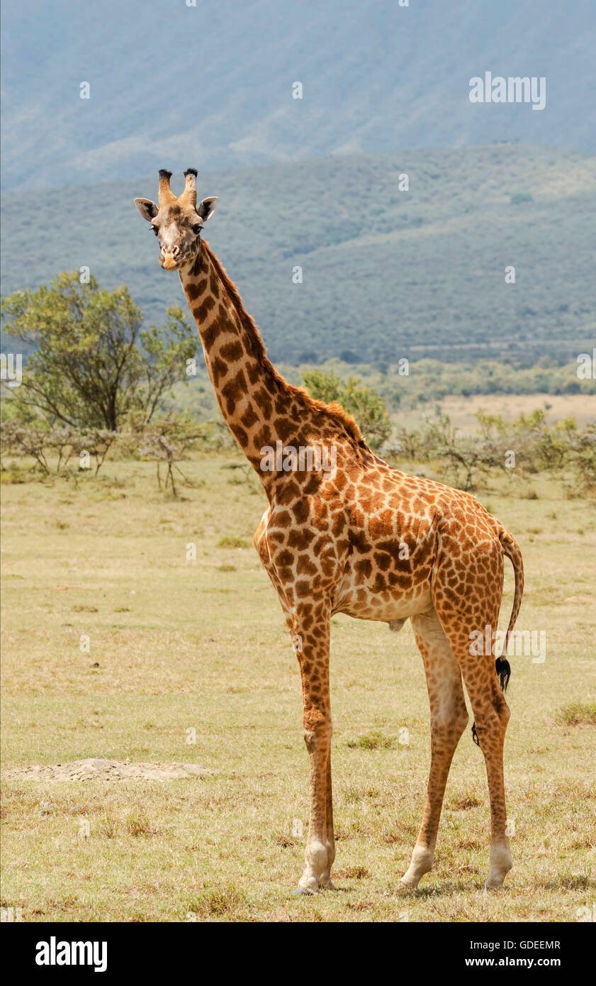 Giraffe standing in savanna and looking to camera. Stock Photo