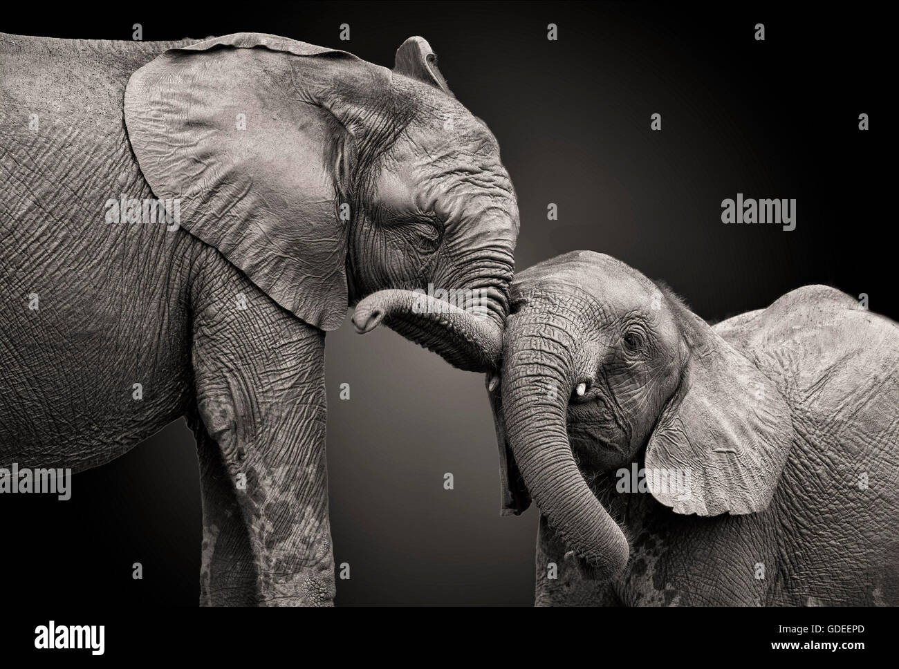 Couple of elephants in black and white colors. Stock Photo
