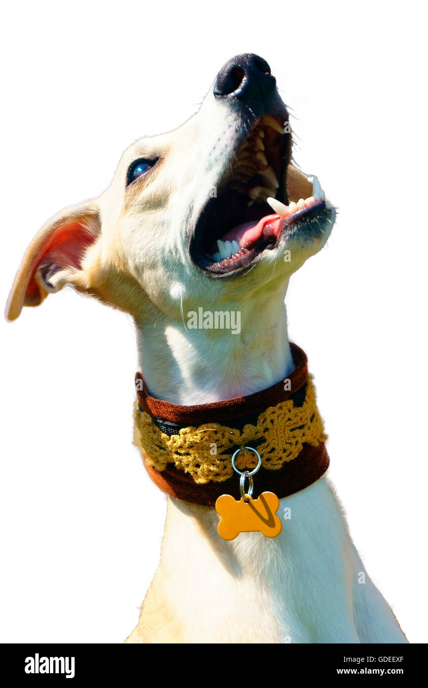 Portrait of Barking  Dog  White  background  Stock Photo Alamy