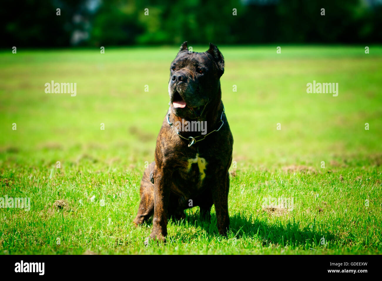 Boond Dogs This dog is Bandog. Beautiful dog Stock Photo - Alamy