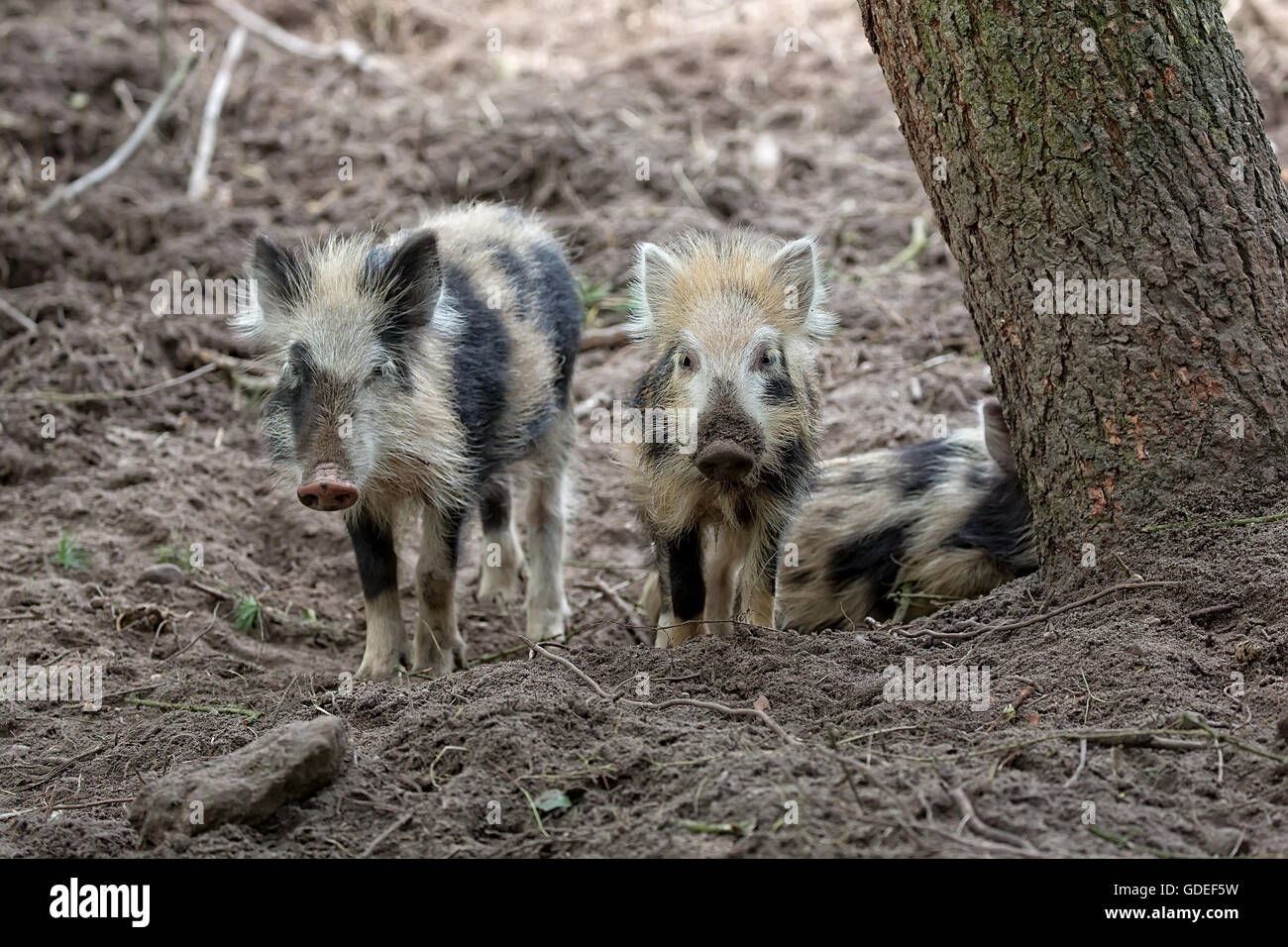 Baby wild boars in the forest in the wild Stock Photo