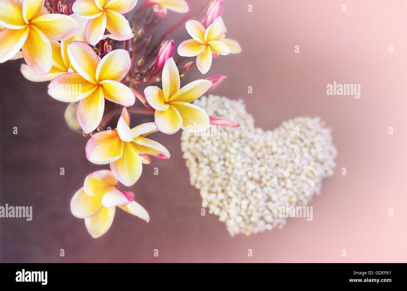 Pink and orange plumeria flowers hires stock photography and images