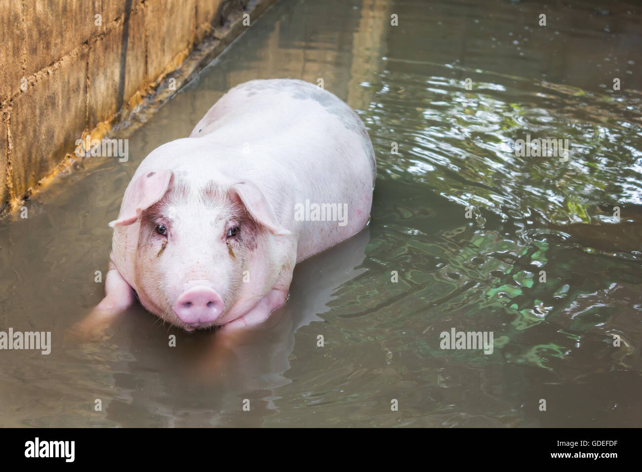 Single big pig playing in water, pig in water in hoven Stock Photo Alamy