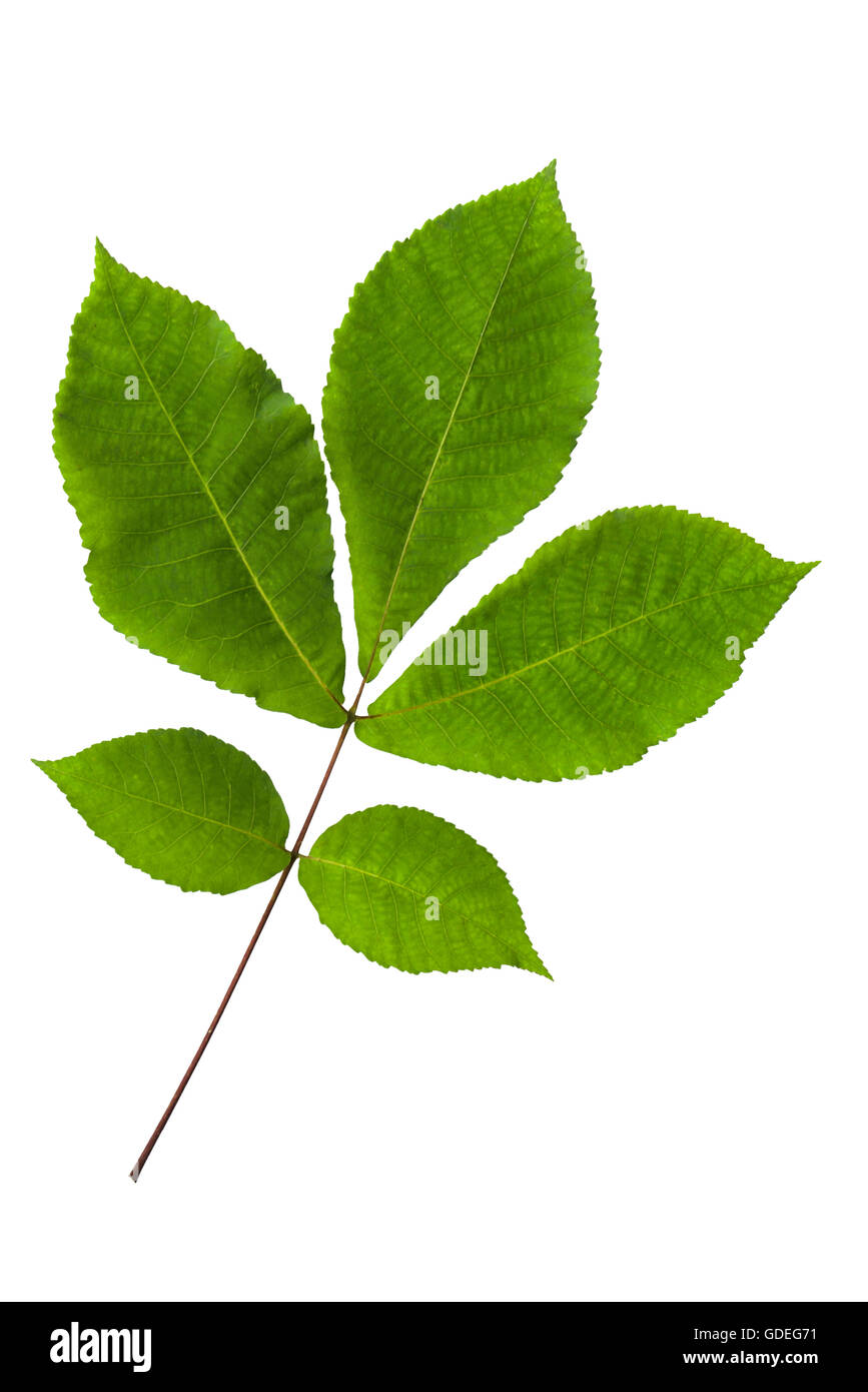 Hickory leaves close up cut out on white background. Stock Photo