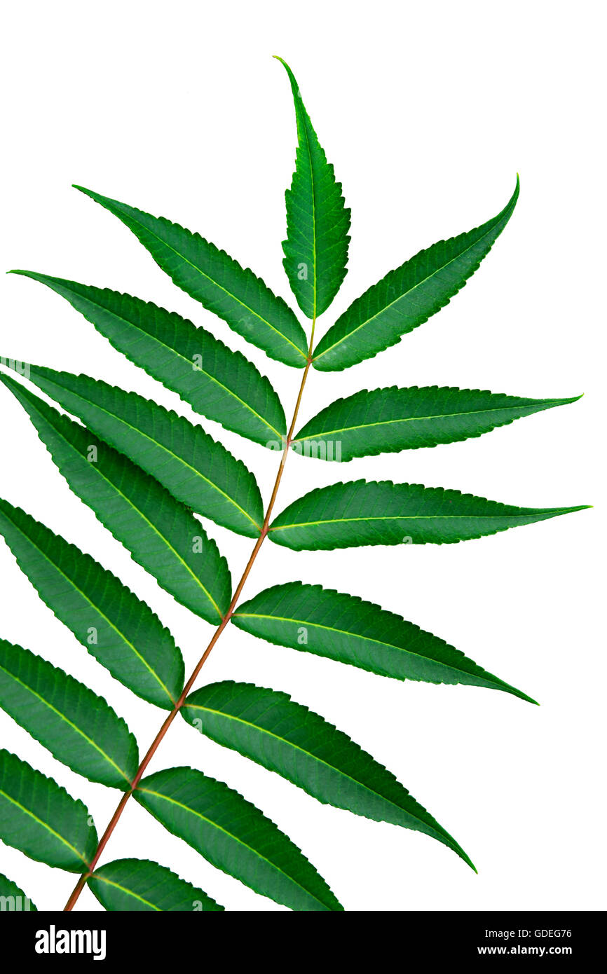Sumac leaves close up cut out Stock Photo Alamy