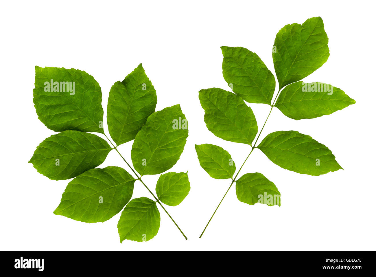 White ash leaves close up cut out Stock Photo