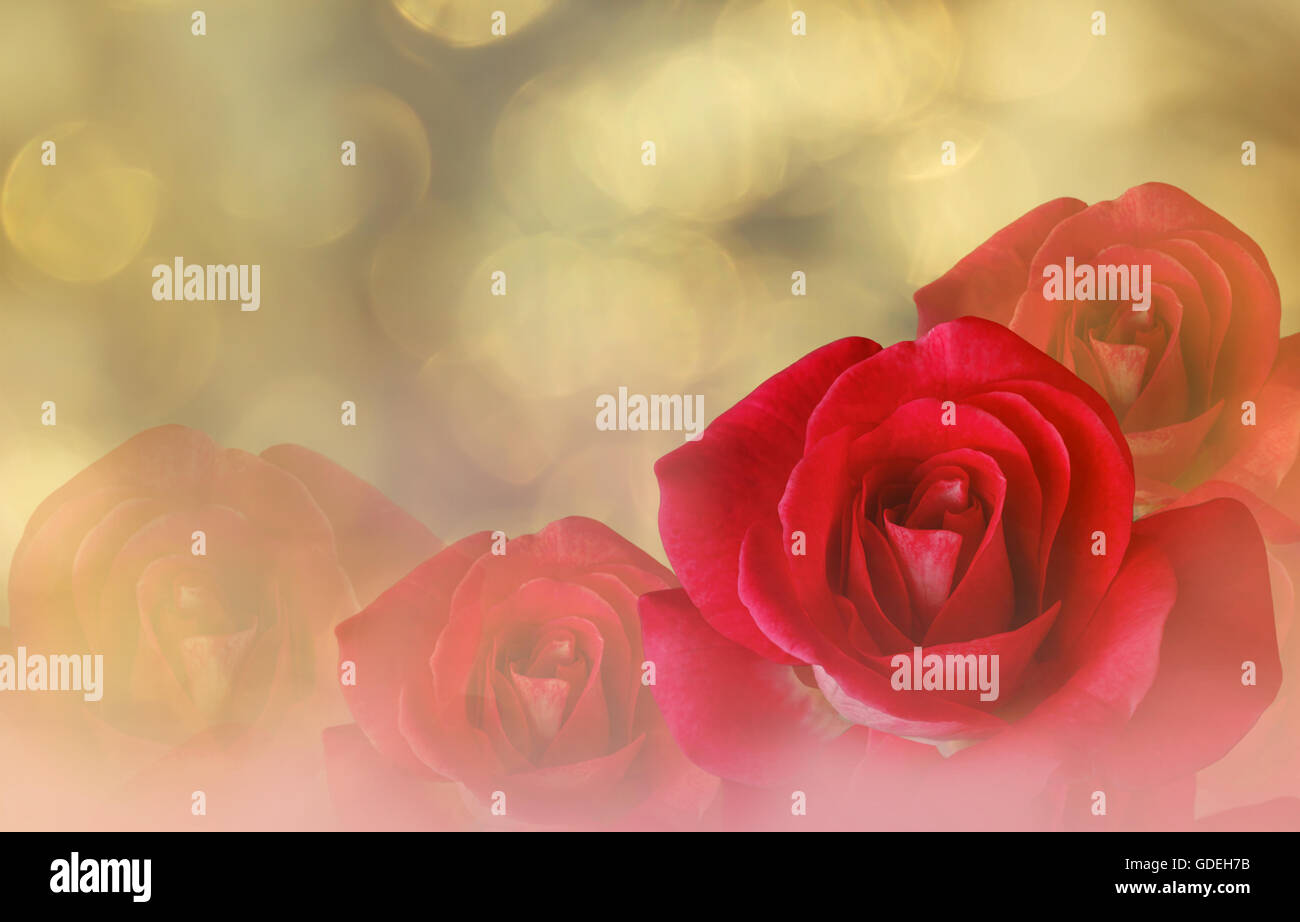 Pink Roses Flowers and Big Pink Heart with Bokeh and Lens Flare Stock Photo  - Image of empty, background: 74626794