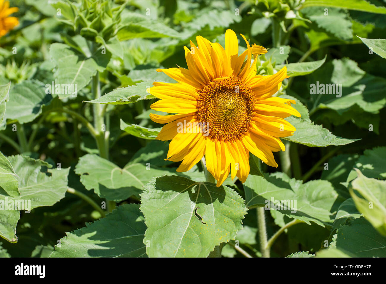 Asteraceae Helianthus aka sunflower bloom picture. Stock Photo