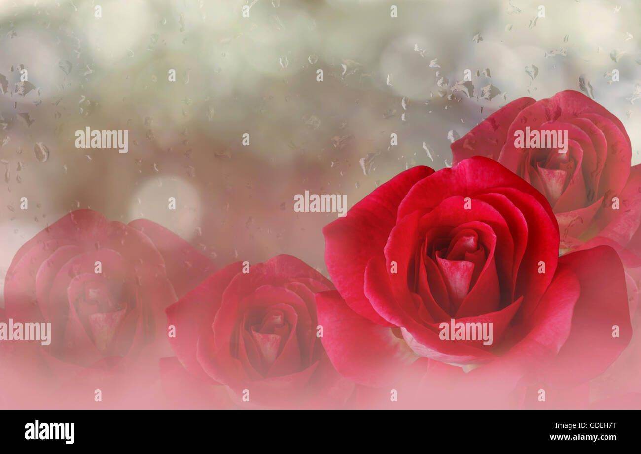 Romantic red roses on bokeh abstract valentine dreamy background Stock Photo