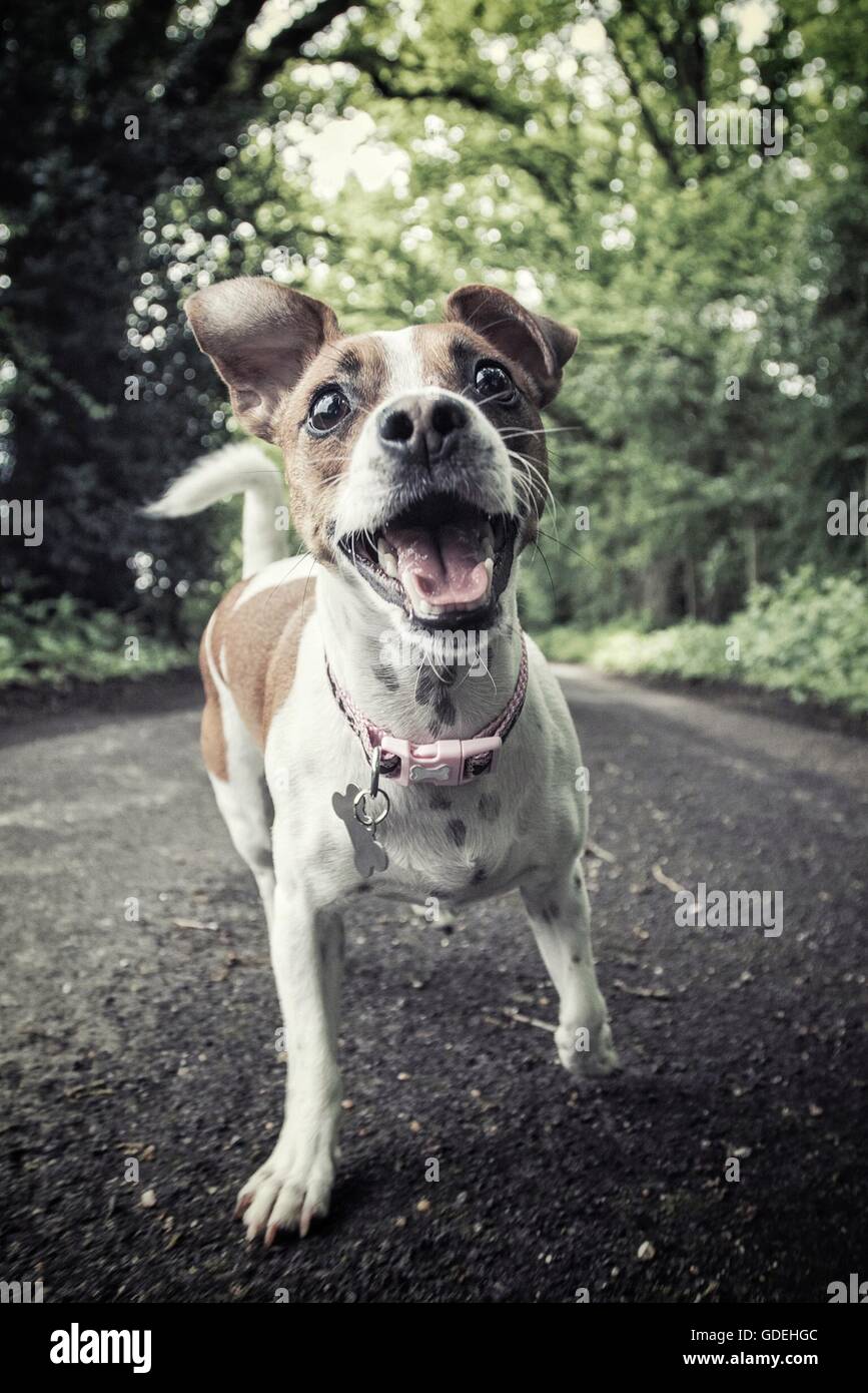 Jack russell dog walking down road Stock Photo Alamy