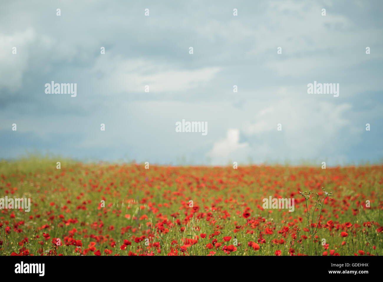 Field of poppy flowers Stock Photo