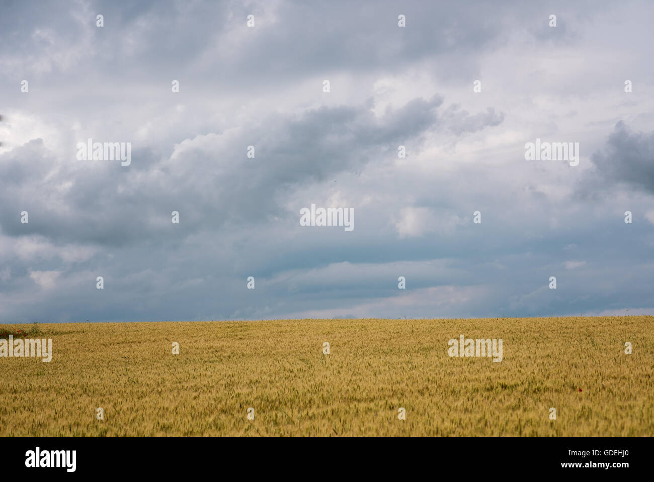 Wheat field with overcast sky Stock Photo