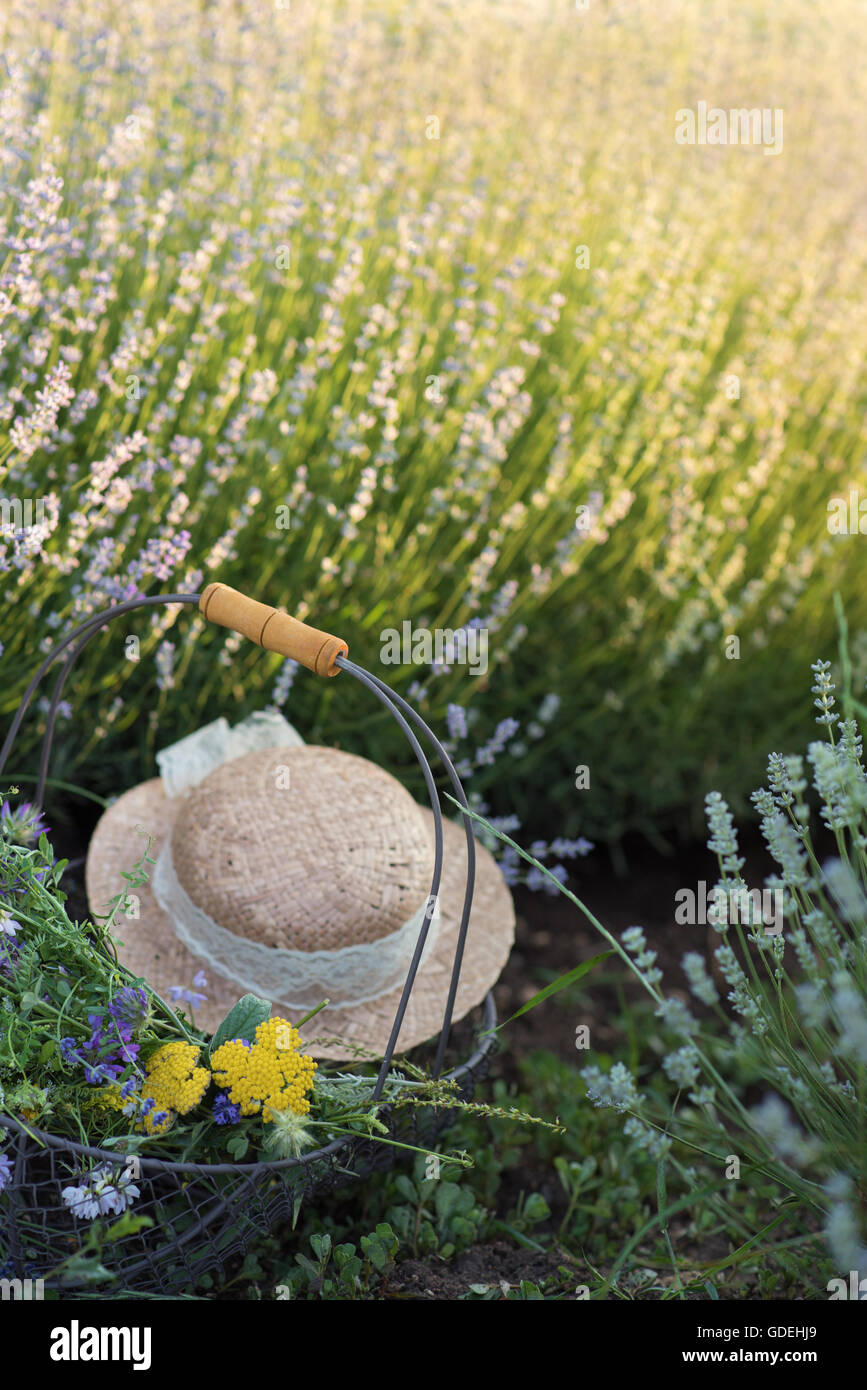 Basket with flowers and hat in lavender field Stock Photo