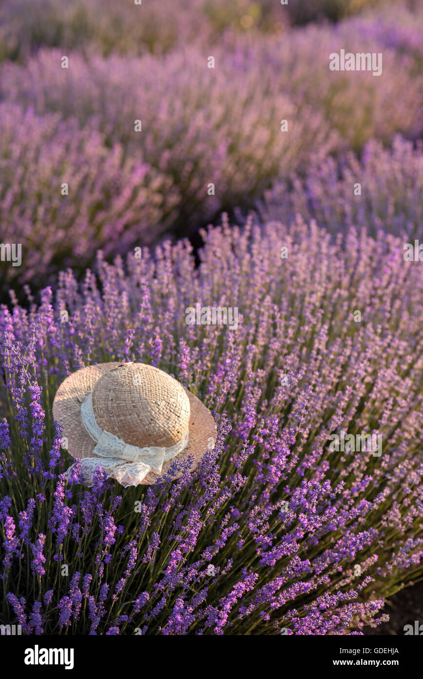 Straw hat in field of lavender Stock Photo