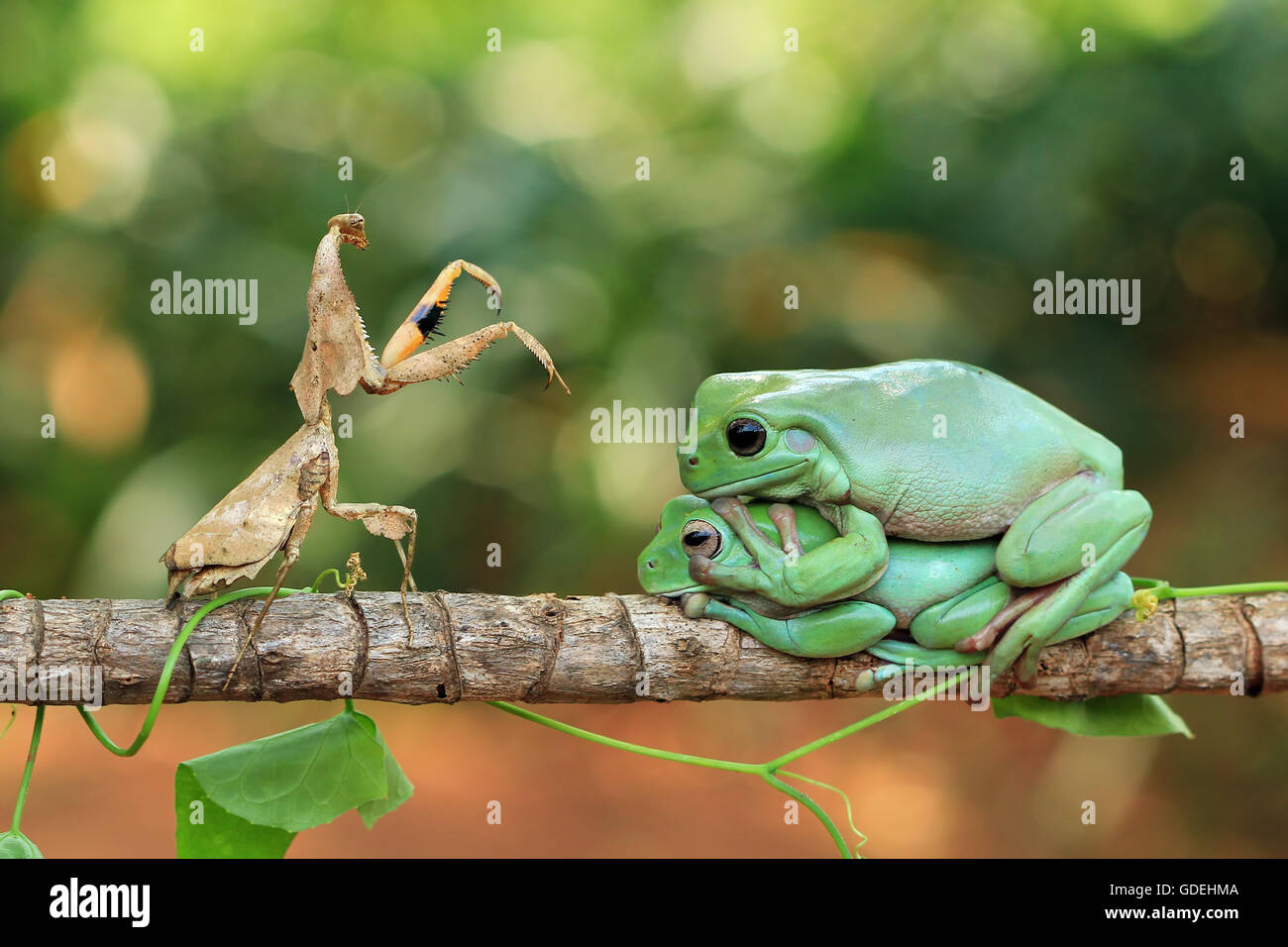 Dead leaf mantis and two tree frogs sitting on branch, Indonesia Stock Photo