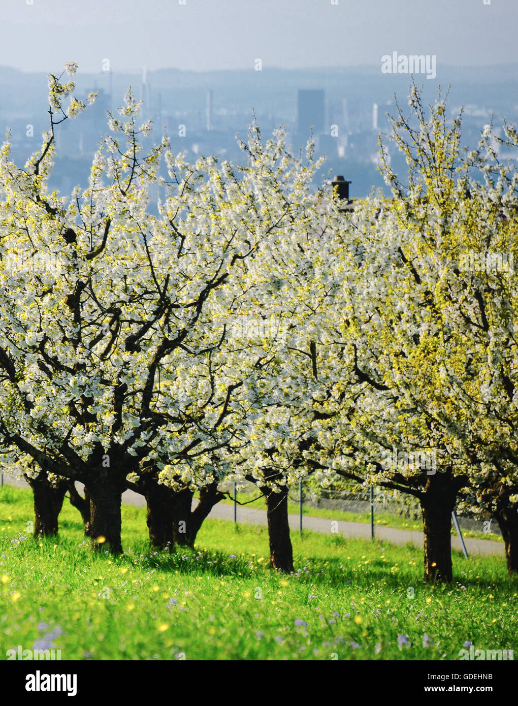 Cherry blossom trees in Spring, Basel, Switzerland Stock Photo