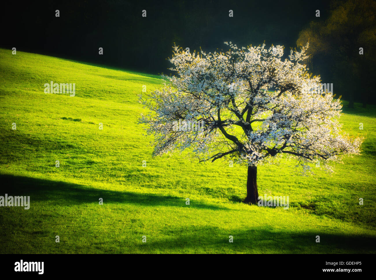 Cherry blossom tree in field, Switzerland Stock Photo
