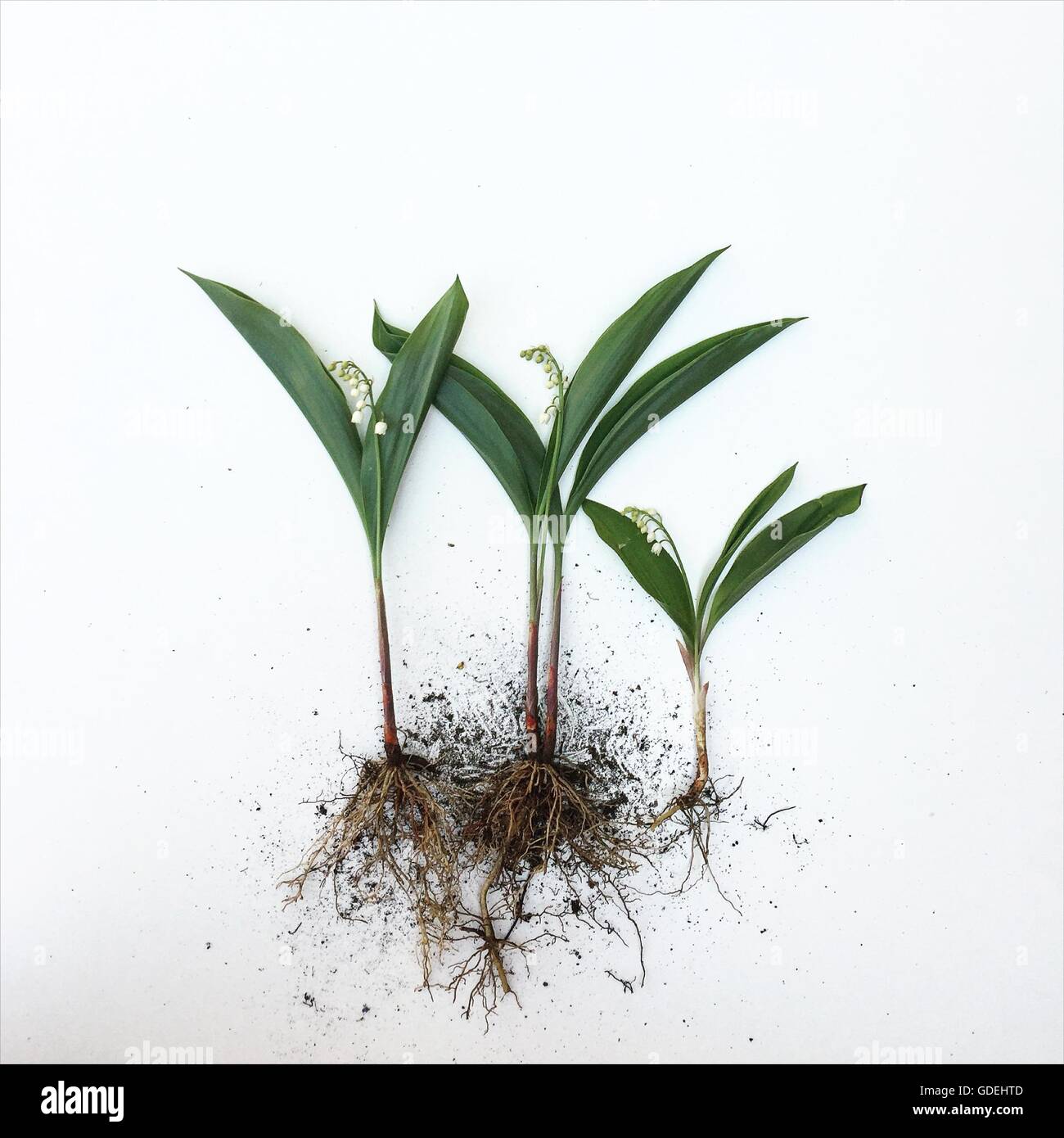Lily of the valley flowers with roots Stock Photo - Alamy, image size:1300x1390