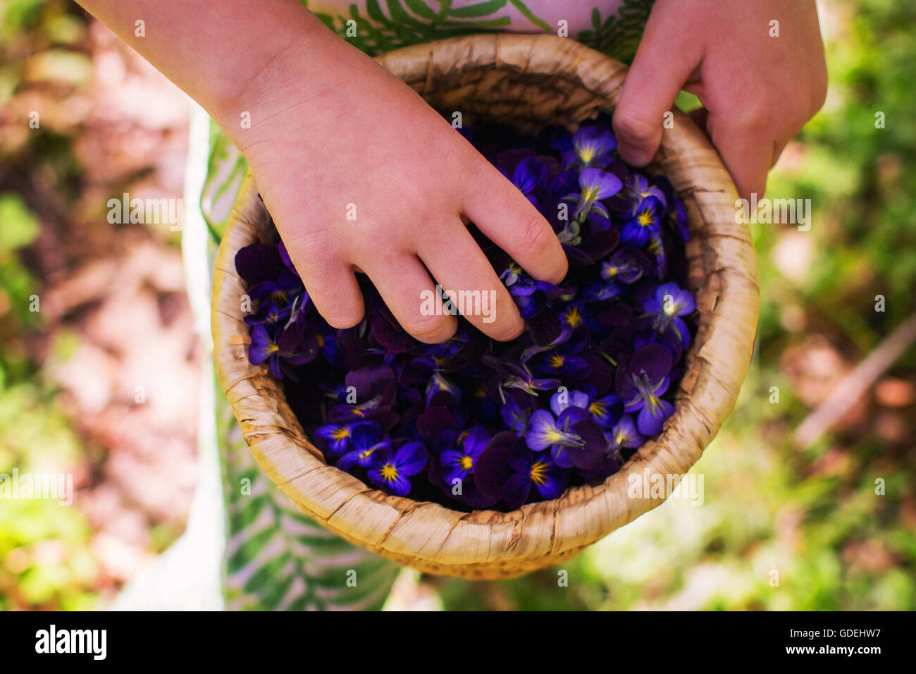Girl holding basket with violet flower petals Stock Photo
