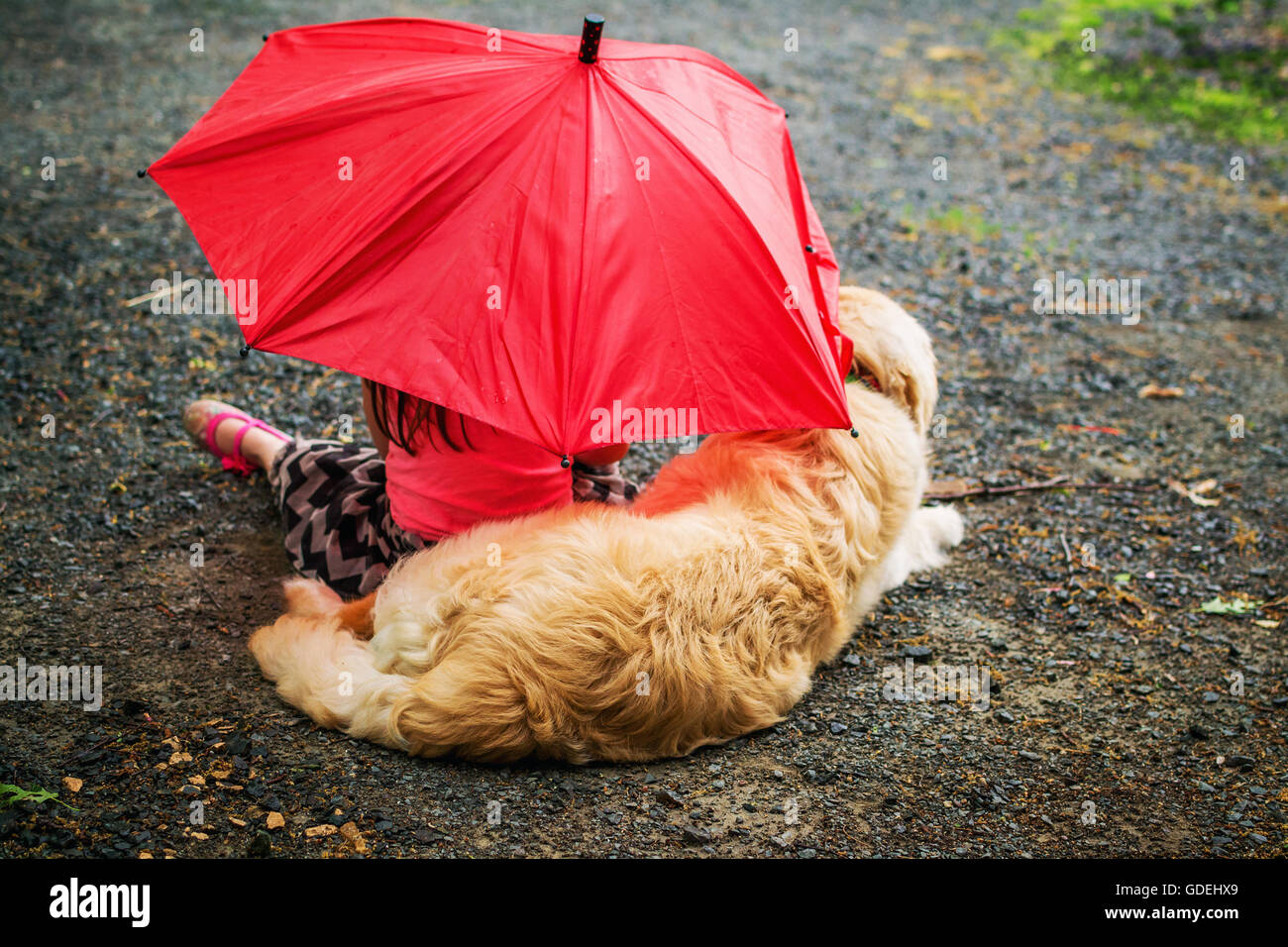 Girl and golden retriever puppy dog sitting on footpath under an umbrella in rain Stock Photo