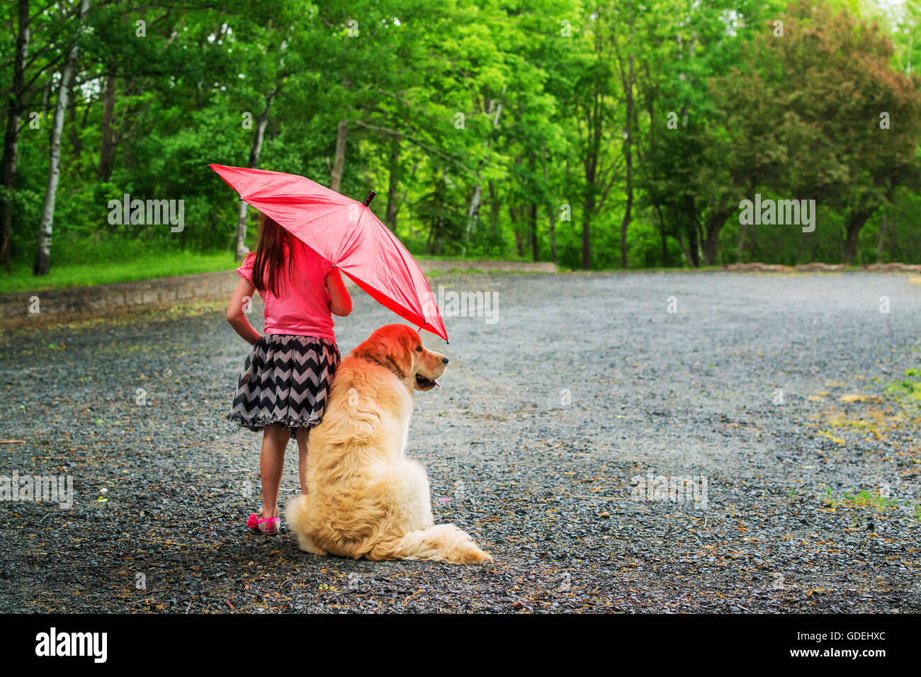 Girl and golden retriever puppy dog standing on footpath under an umbrella in rain Stock Photo