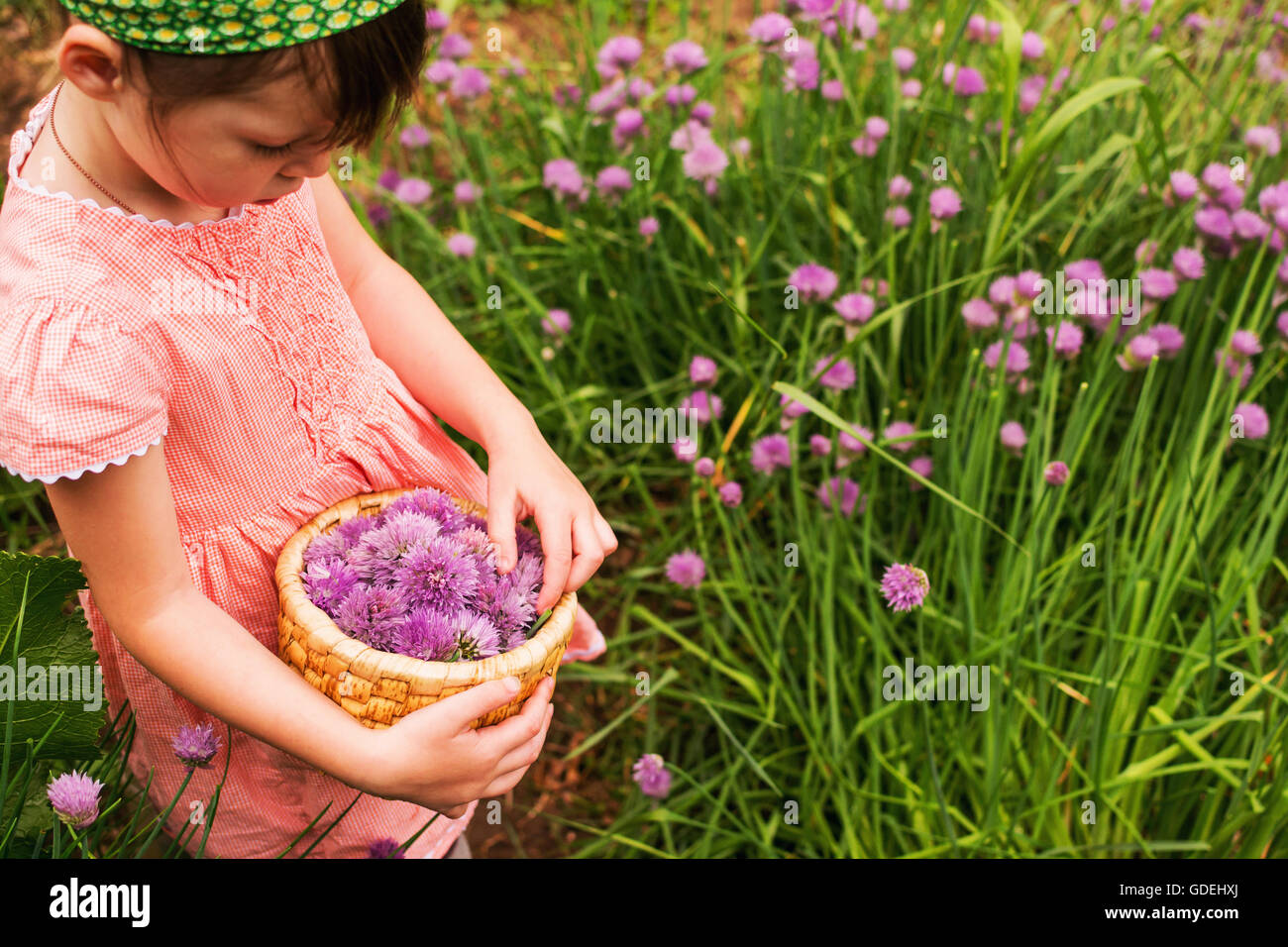 Young girl harvesting chive blossoms in garden Stock Photo