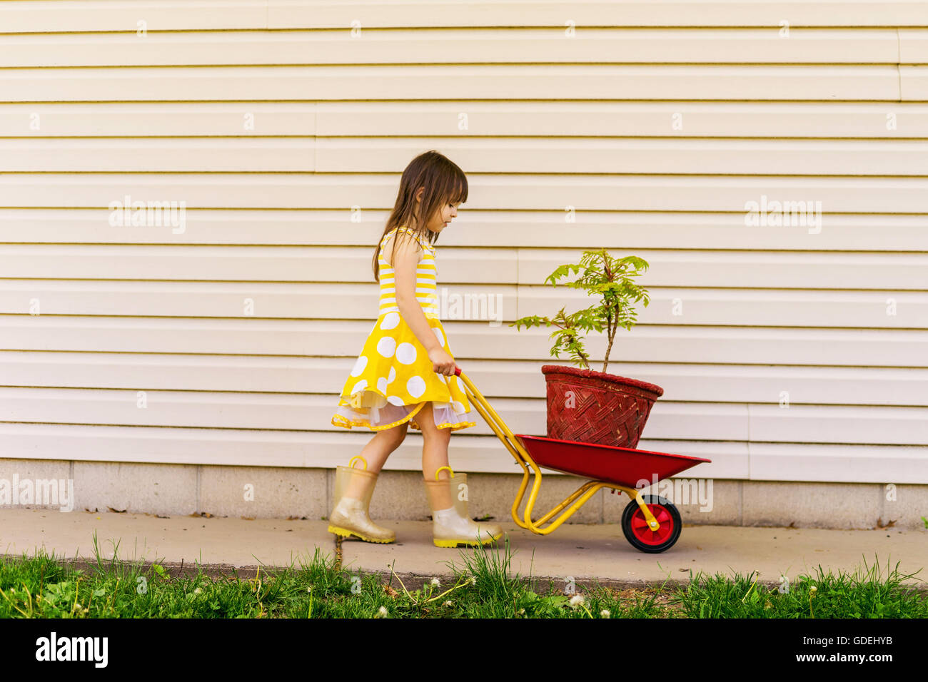 Girl in polka dot dress pushing wheelbarrow with plant Stock Photo
