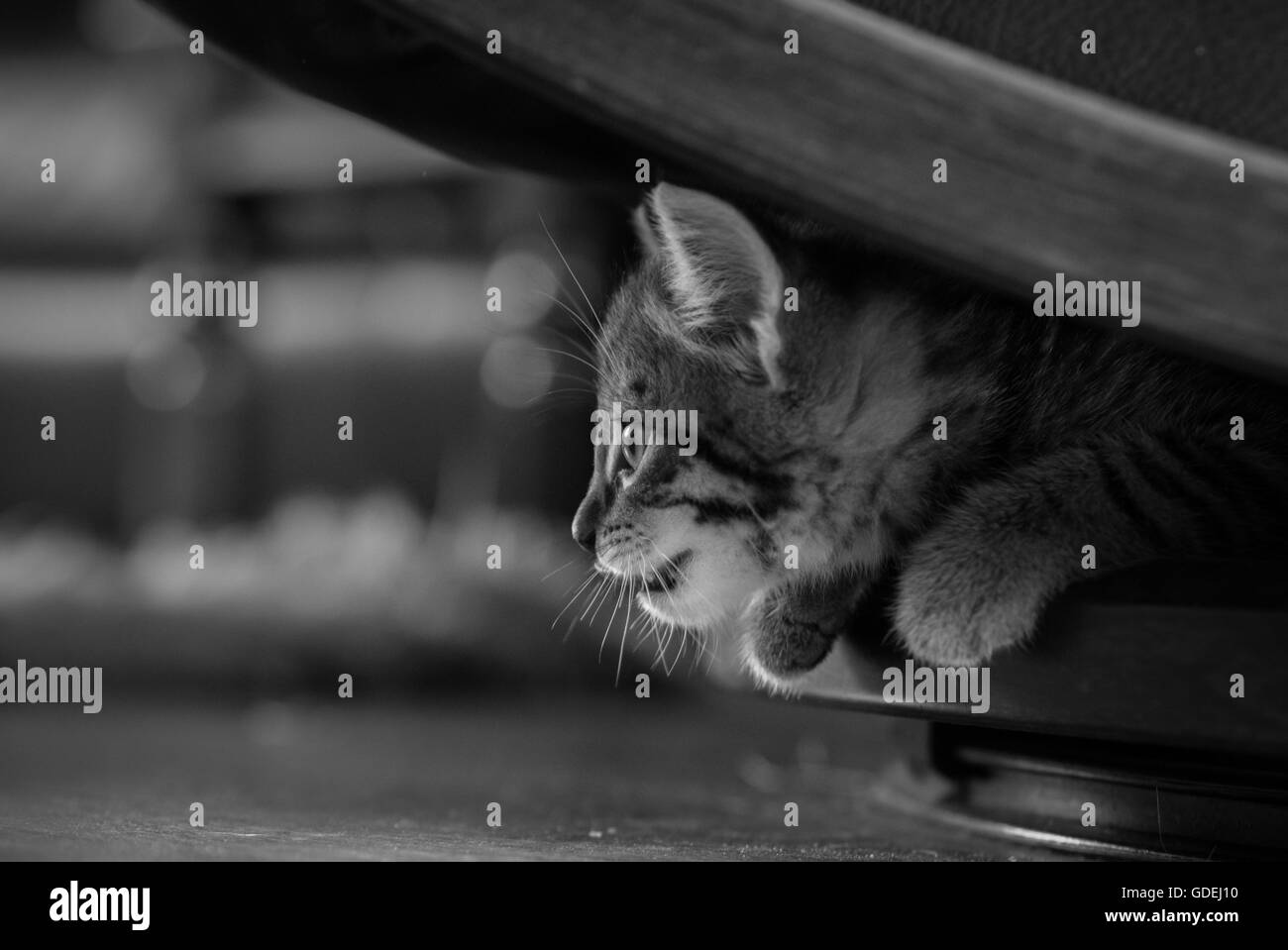 Tabby kitten hiding under furniture Stock Photo Alamy