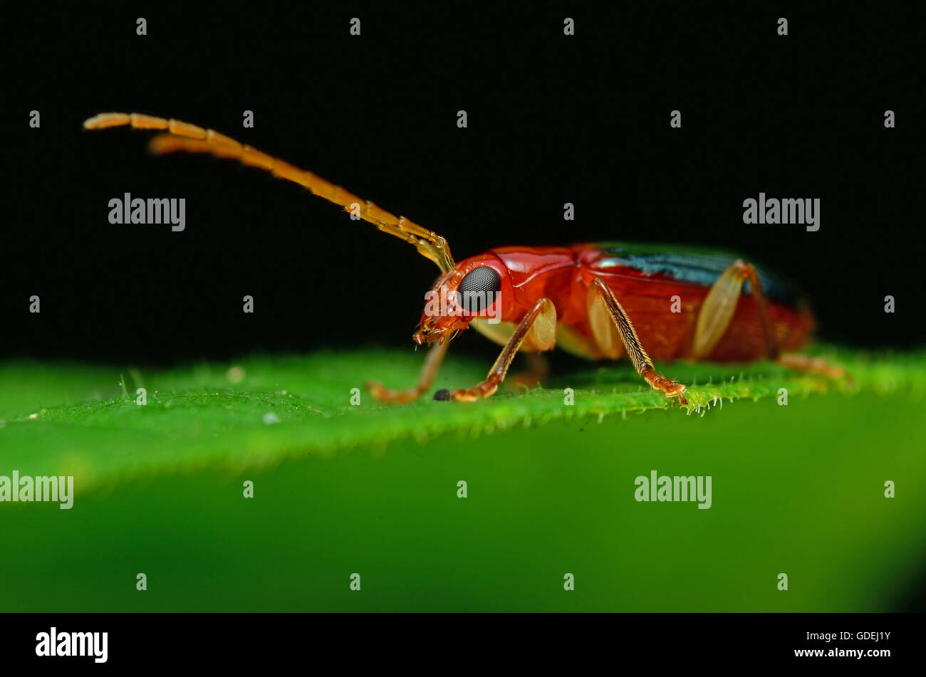 Insect of malaysia hi-res stock photography and images - Alamy