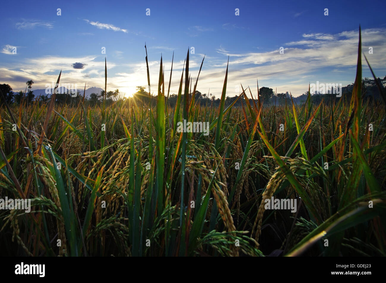 Rice paddy field at sunrise, Lombok, Indonesia Stock Photo