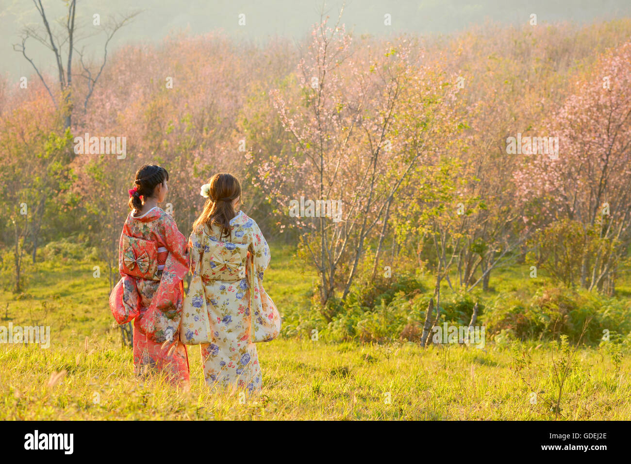 Two women standing in cherry blossom orchard wearing traditional Japanese clothing Stock Photo