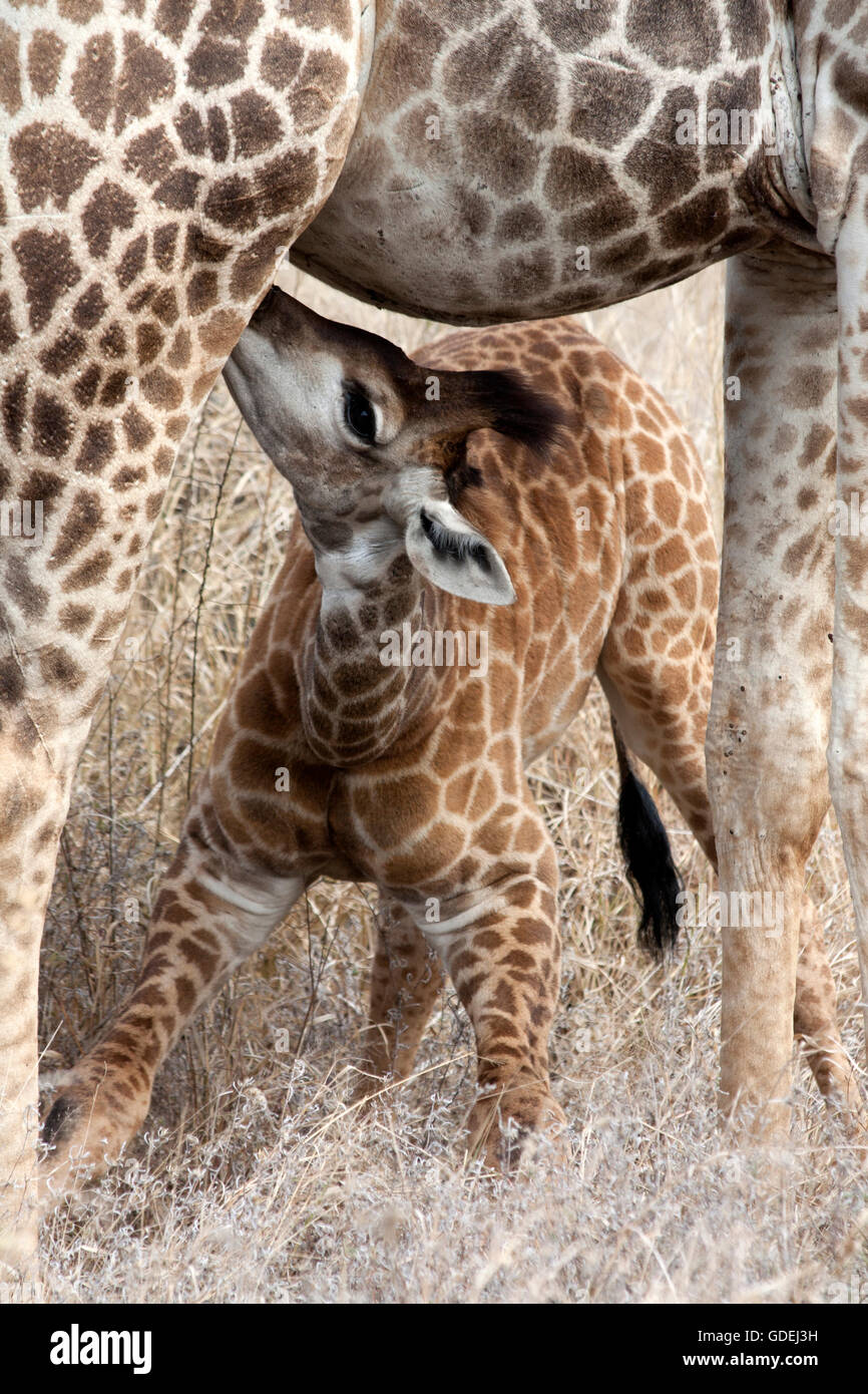 African Giraffe Baby