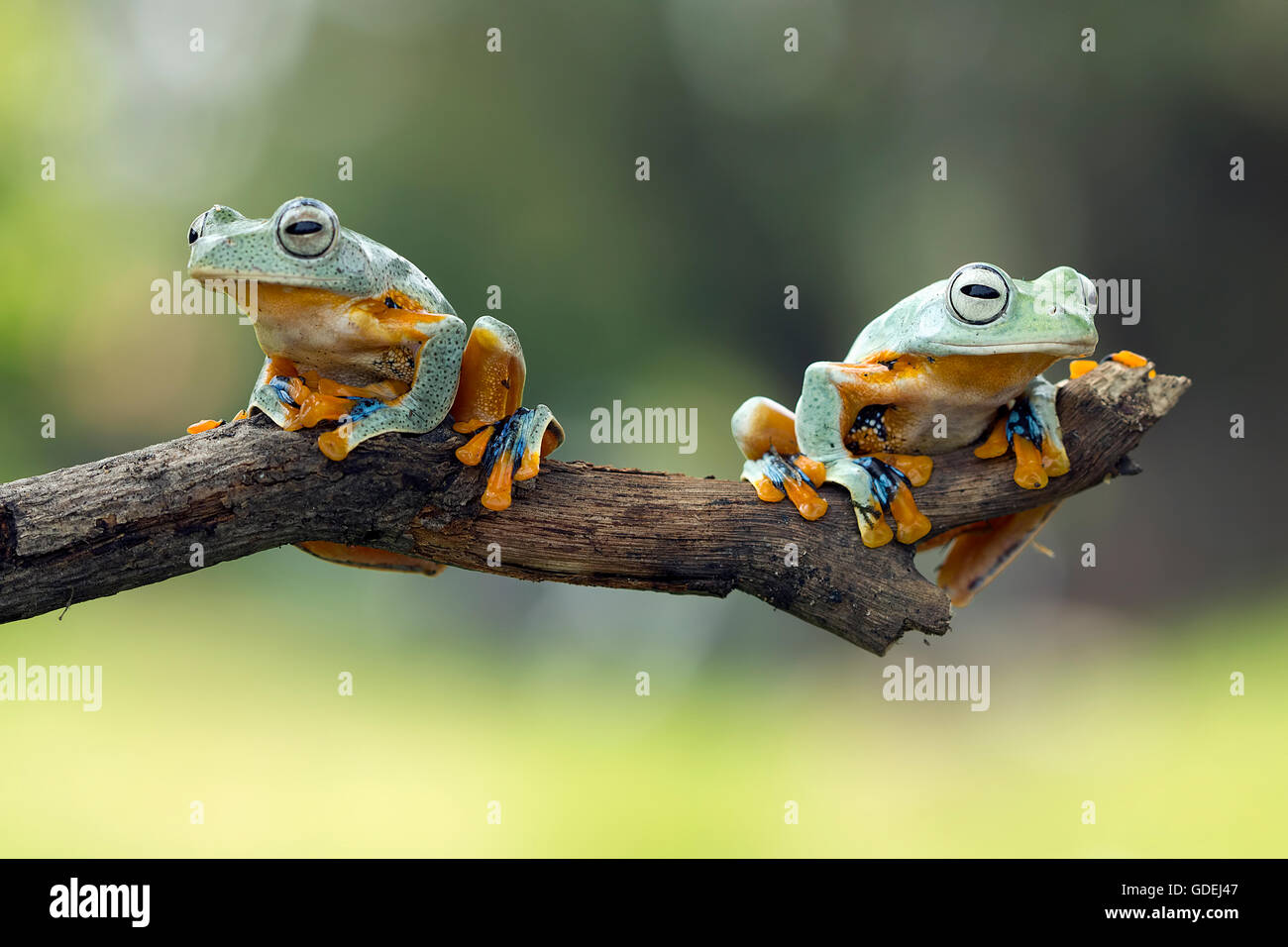 Two dumpy tree frogs sitting on branch Stock Photo - Alamy