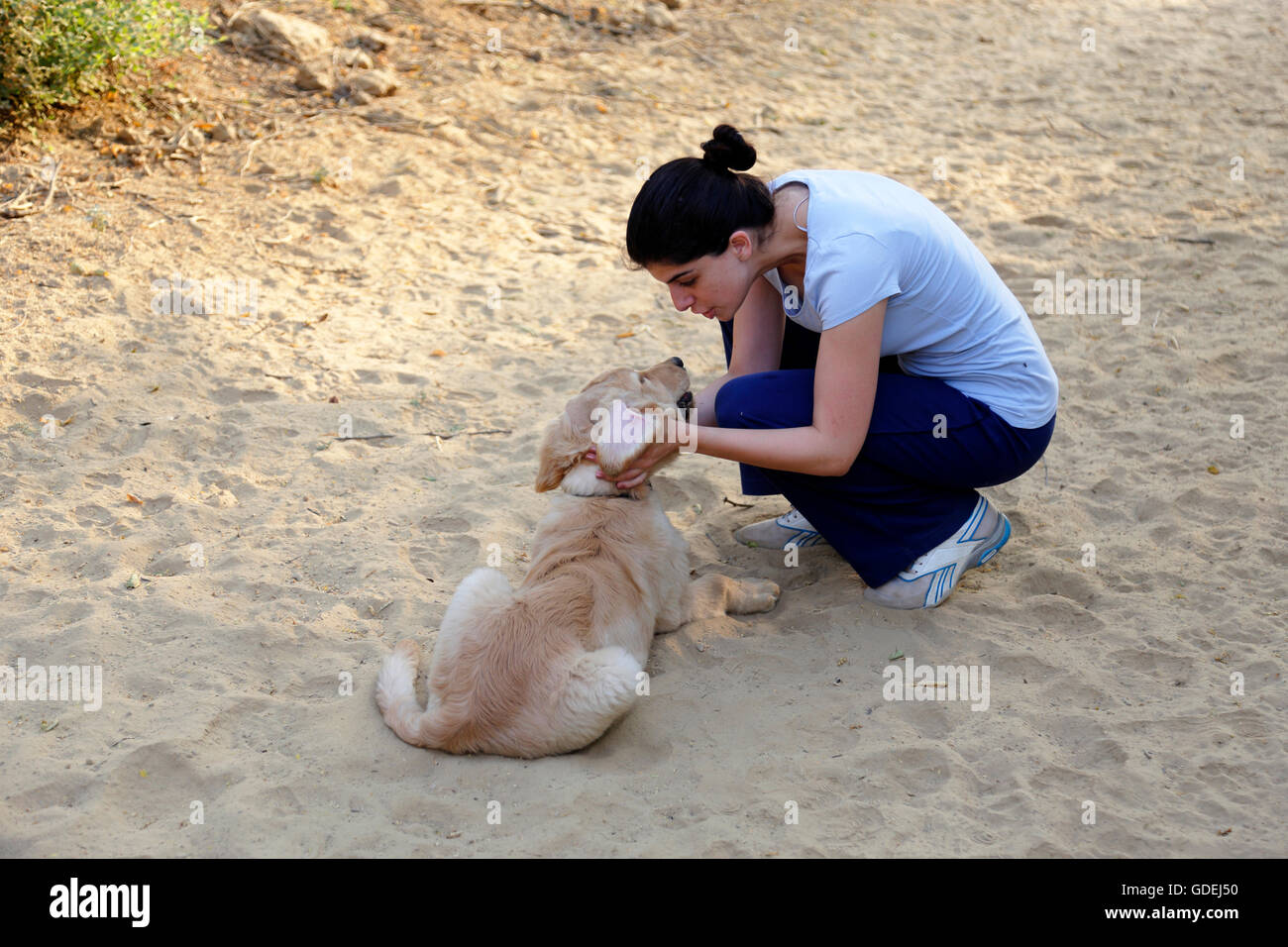 Woman playing with golden retriever puppy dog Stock Photo - Alamy