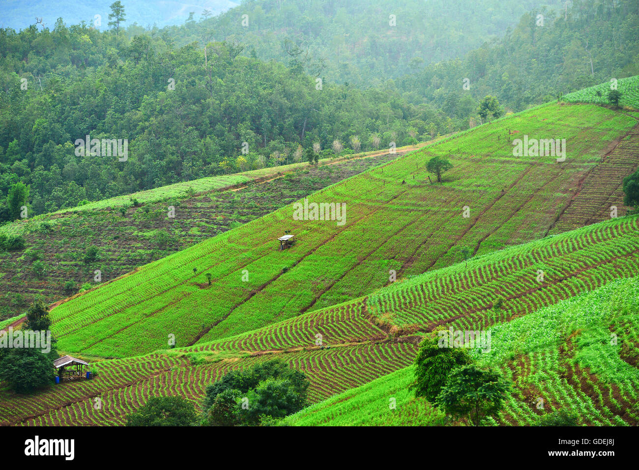 rice terrace in north Thailand Stock Photo