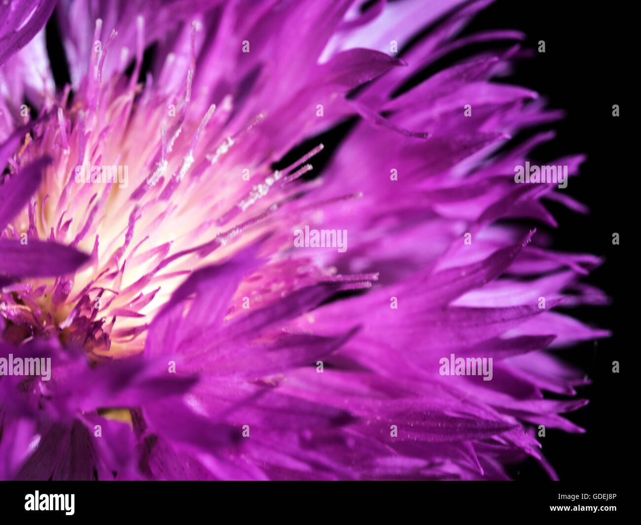 Close-up of Purple cornflower (Centaurea) flower head Stock Photo