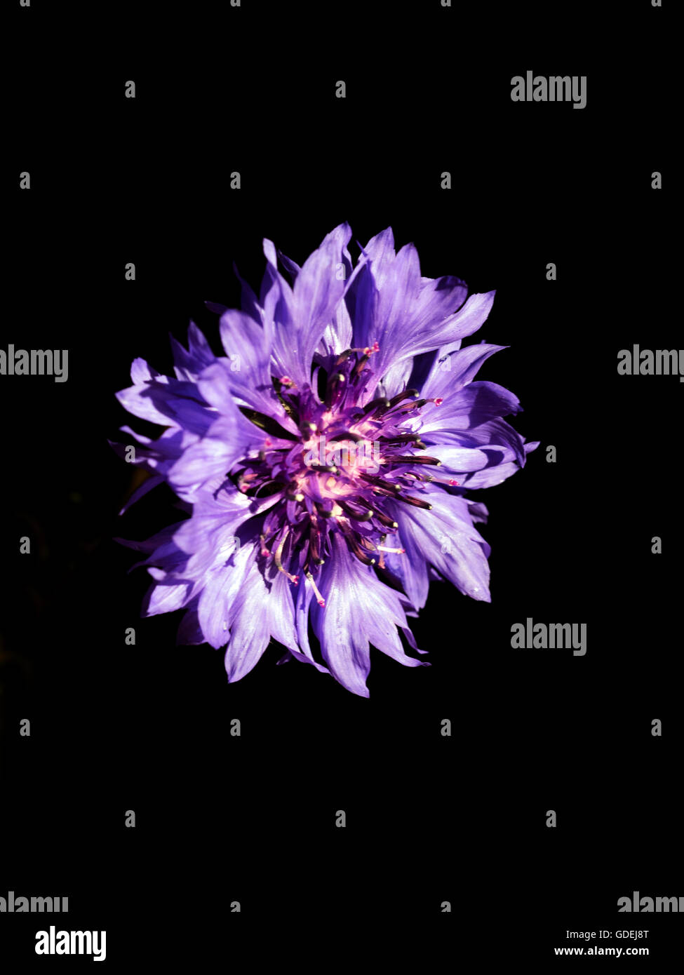 Purple cornflower (Centaurea) flower head against black background Stock Photo