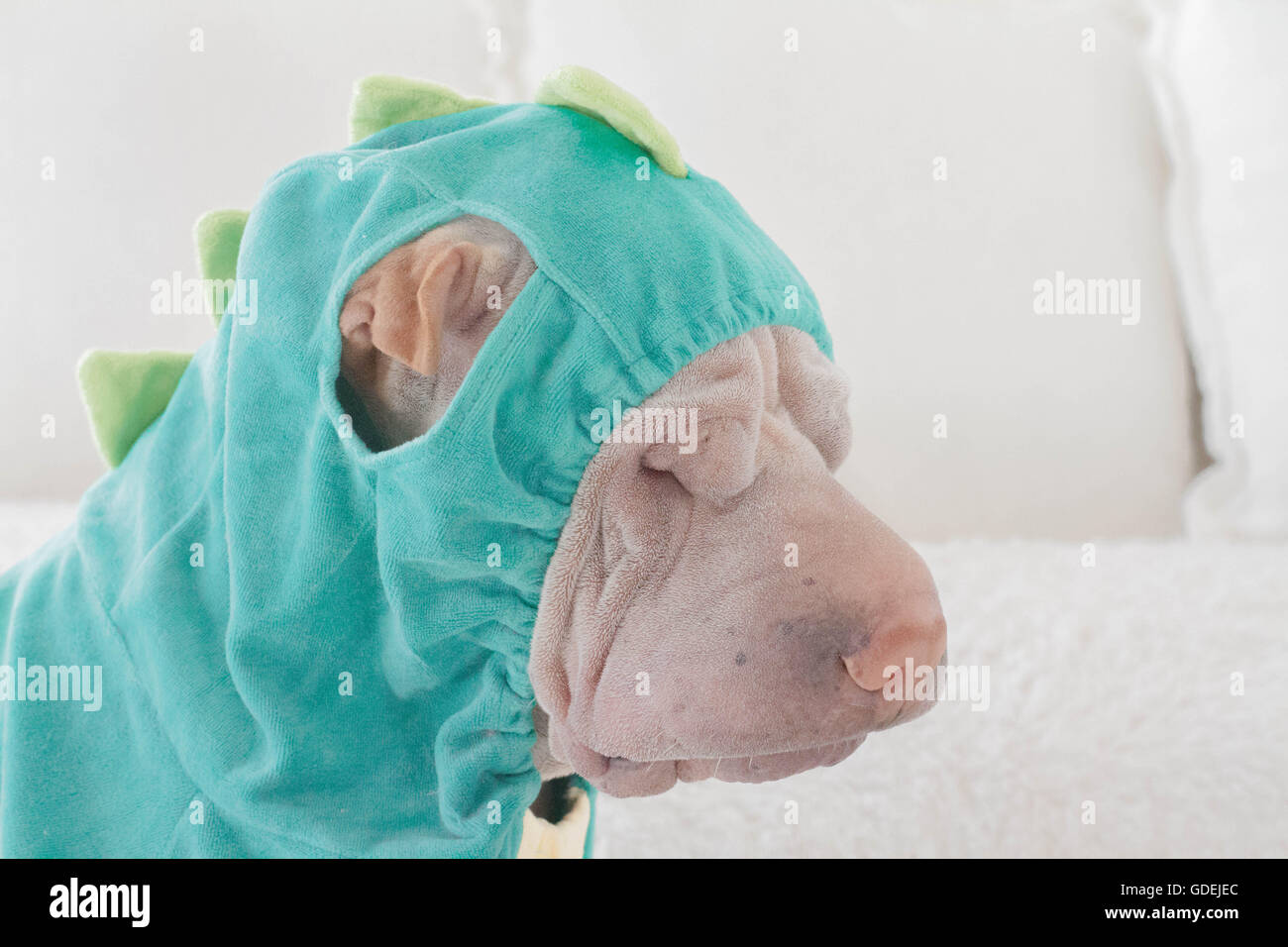 Sleeping shar pei dog wearing dinosaur costume Stock Photo