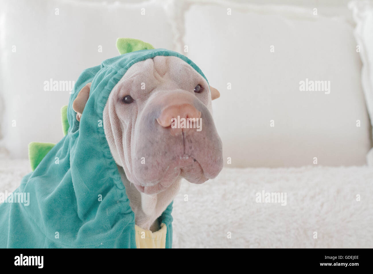 Shar pei dog wearing dinosaur costume Stock Photo - Alamy