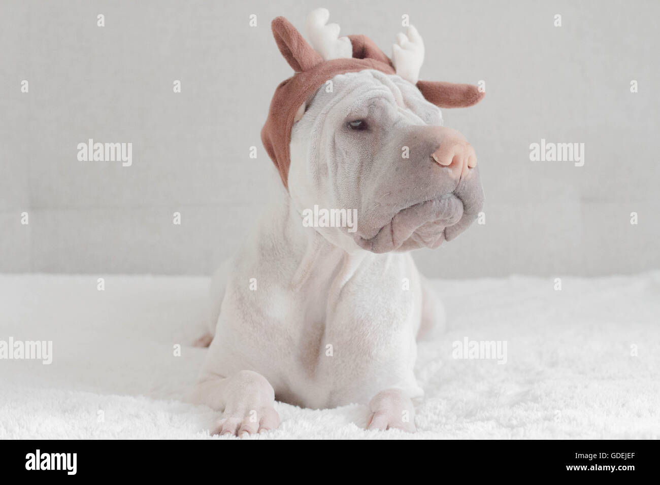 shar pei wearing reindeer antlers Stock Photo