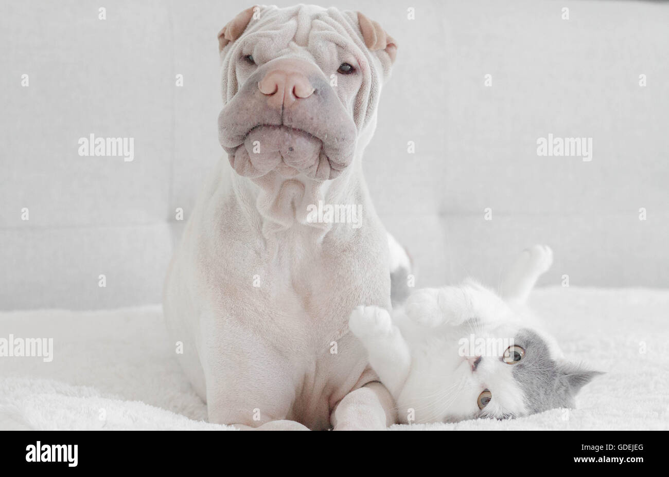 shar pei dog on bed with british shorthair cat Stock Photo