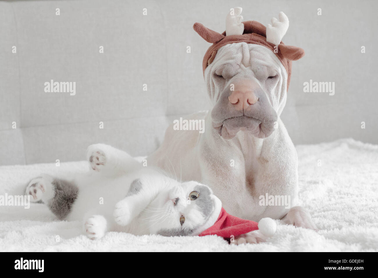 Shar pei dog dressed in antlers and british shorthair cat dressed in santa hat Stock Photo