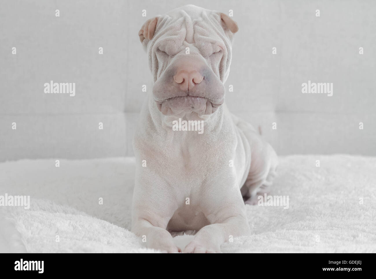 Portrait of a sleeping shar pei dog Stock Photo