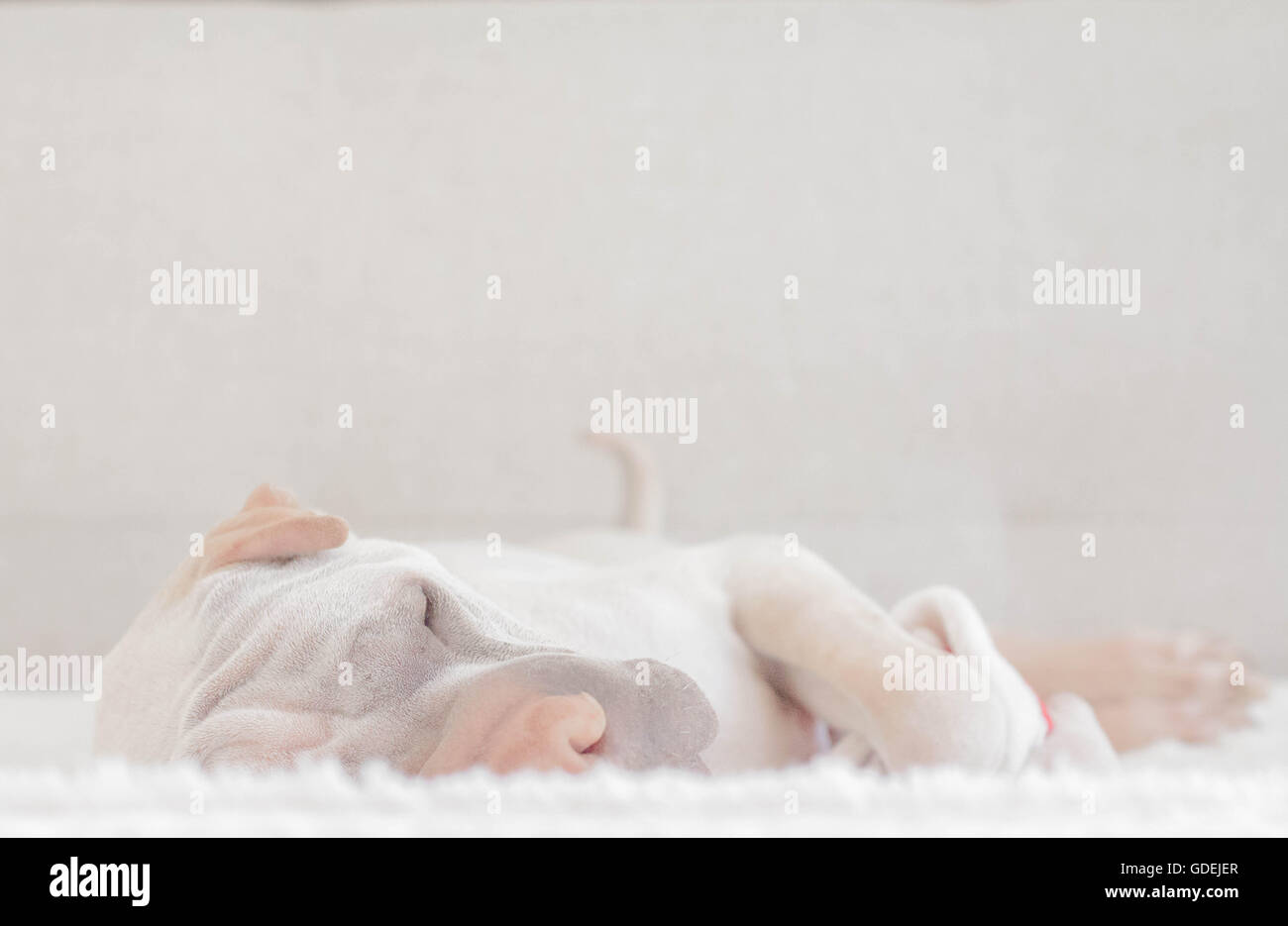 Sleeping shar pei dog lying on rug Stock Photo - Alamy