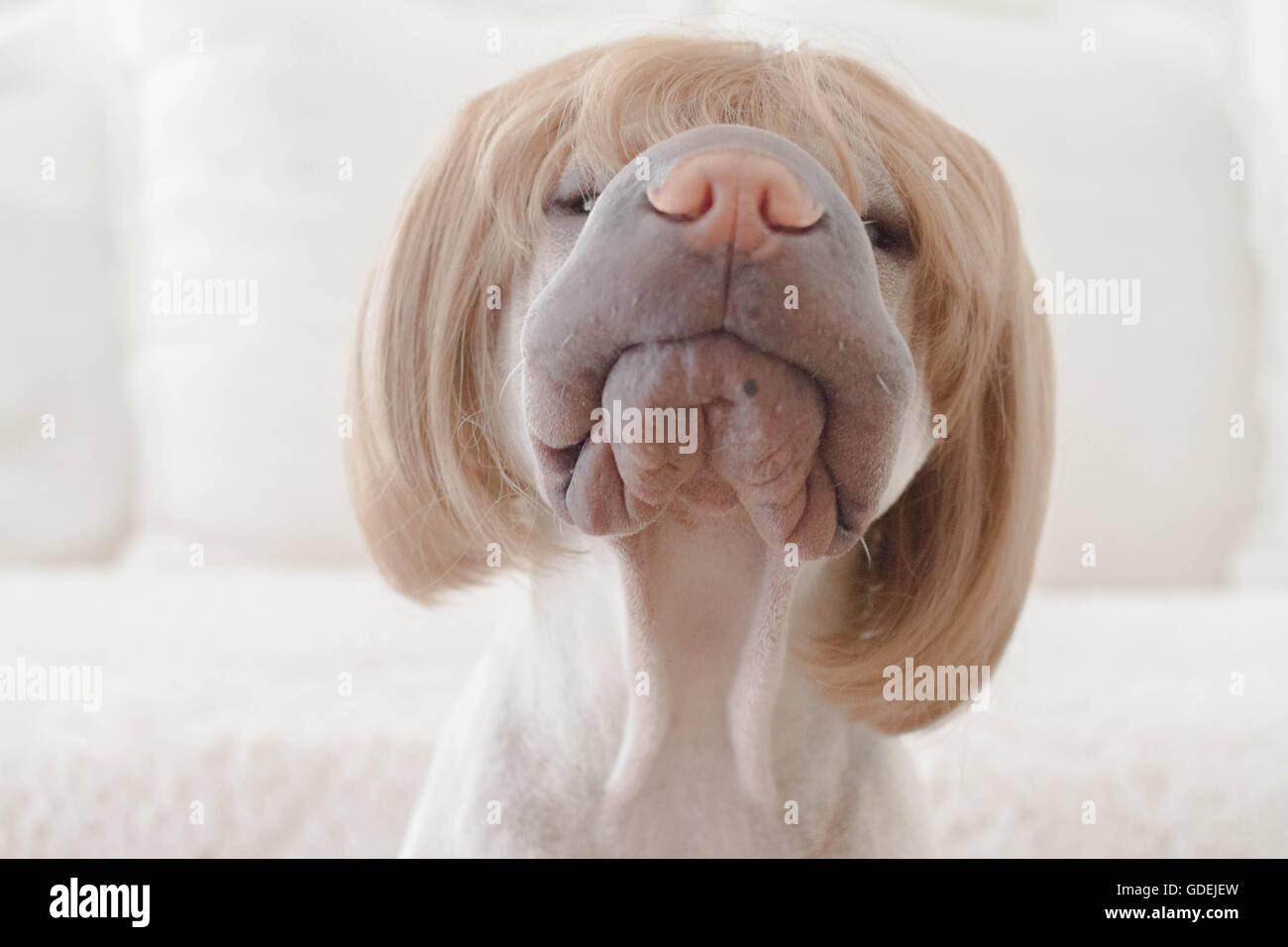 Shar pei dog wearing a short hair bob wig Stock Photo