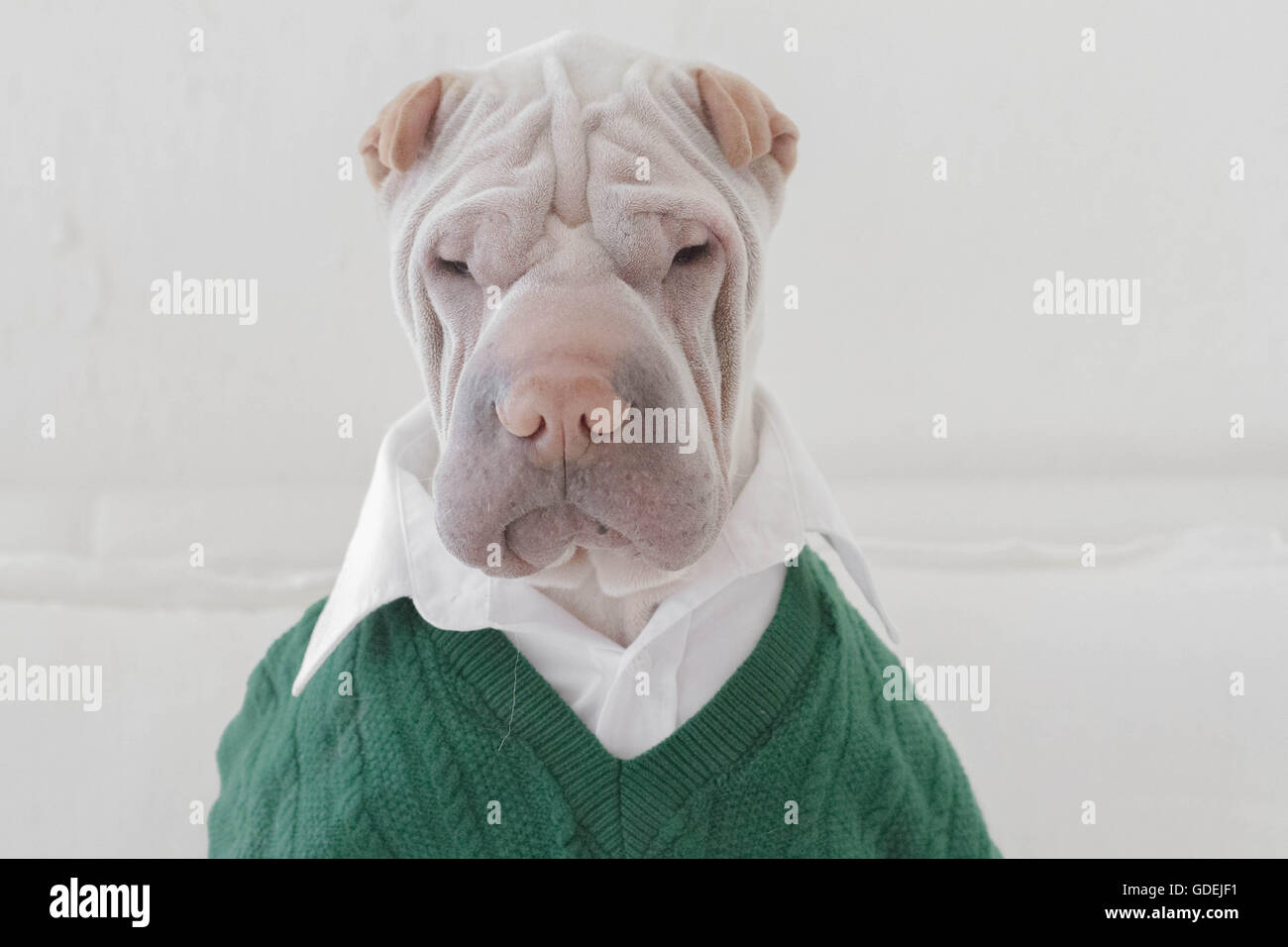 Shar pei christmas jumper sales