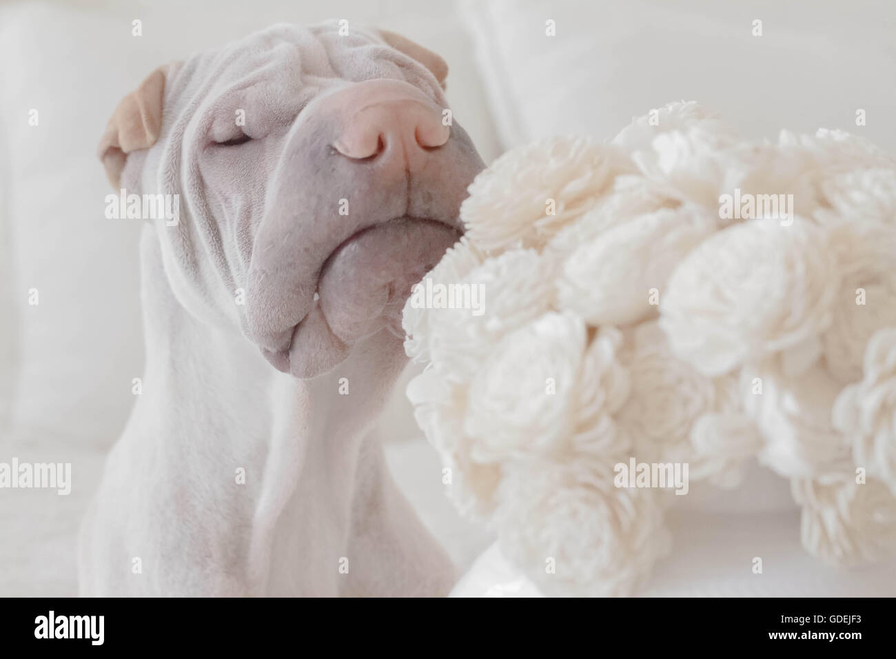 shar pei dog smelling a bouquet of white flowers Stock Photo - Alamy