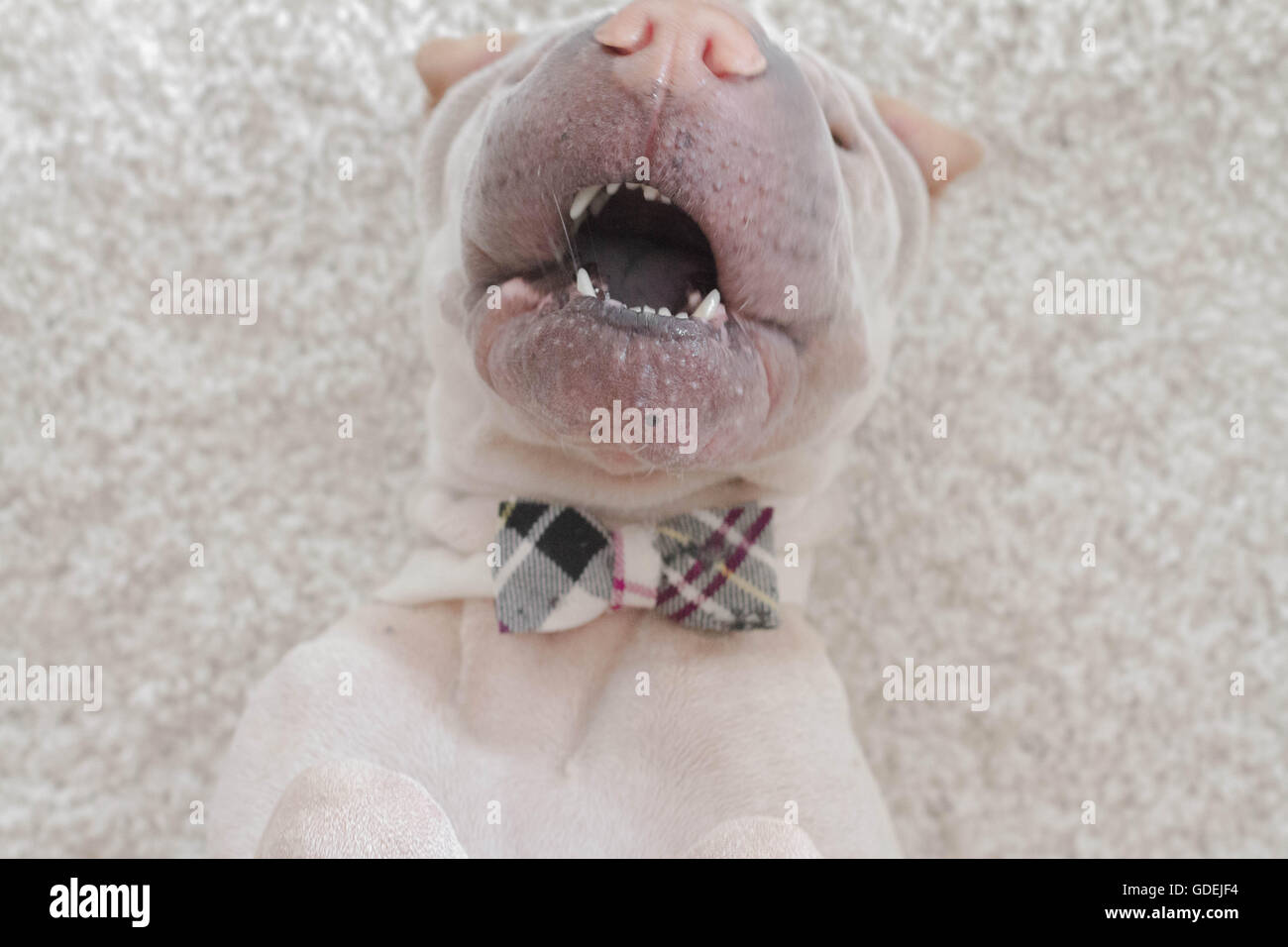 Overhead view of Shar pei dog wearing a bow tie playing Stock Photo
